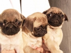 Vendo cachorros de Carlino, económicos - mejor precio | unprecio.es