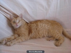 Zape, gato maltratado busca un hogar - mejor precio | unprecio.es