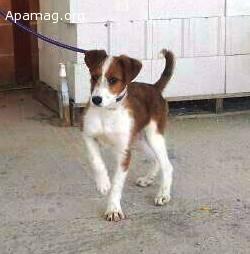 Turrón cachorro en adopción o acogida