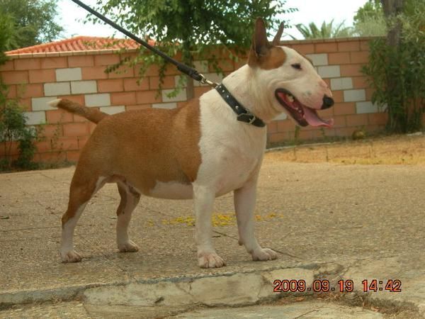 bull terrier  miniatura se ofrece para montas