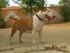 bull terrier miniatura se ofrece para montas - mejor precio | unprecio.es