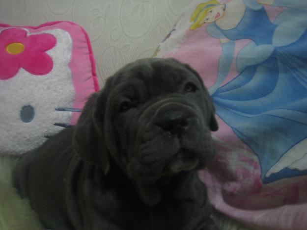 cachorra de mastin napolitano