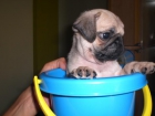 Cachorros carlinos - mejor precio | unprecio.es