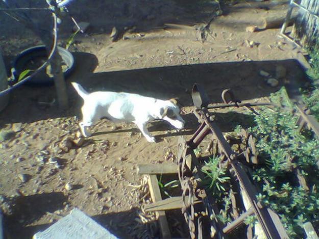 CACHORROS DE JACK RUSSELL TERRIER