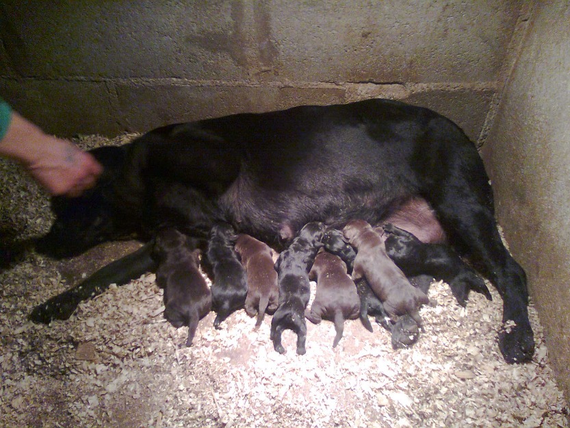 cambio labradoras adultas chocolates y negras