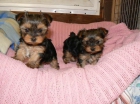 Dulce cachorros yorkie para la venta - mejor precio | unprecio.es