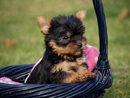 encantadora y adorable cachorro Yorkie para 120