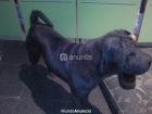 macho sharpei para monta - mejor precio | unprecio.es