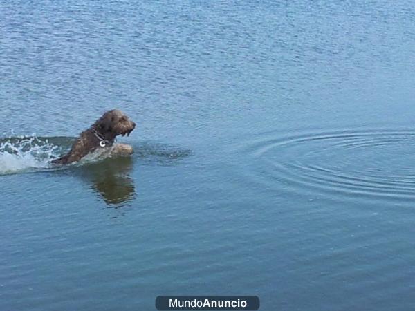 perro de aguas.