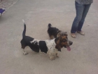 PRECIOSA BASSET HOUND HEMBRA PARA LA VENTA - mejor precio | unprecio.es