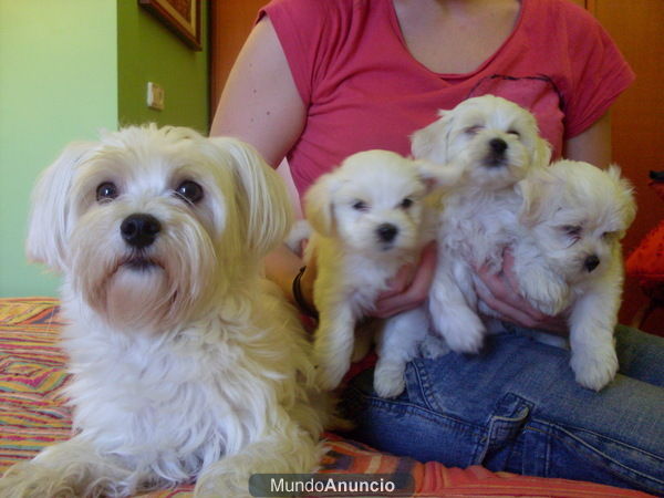 bichón maltés