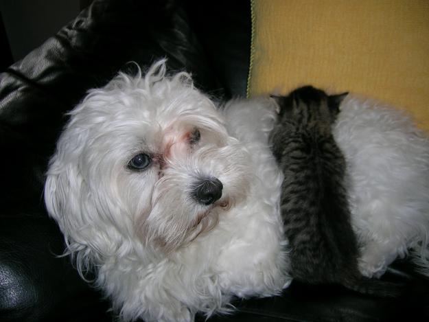 Busco novia bichon maltes en Madrid