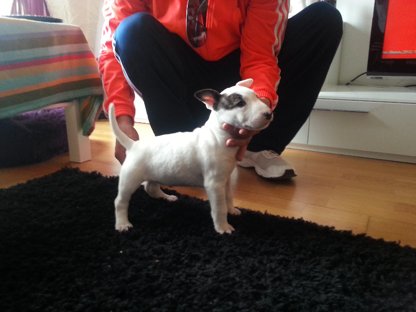 Cachorra bull terrier por no poder atender