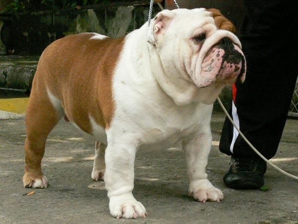 cachorro hermoso para sale.for casas de mascotas sólo