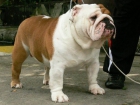 cachorro hermoso para sale.for casas de mascotas sólo - mejor precio | unprecio.es