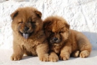 Chow-chow, magníficos, ¡5 Años de Garantía - mejor precio | unprecio.es