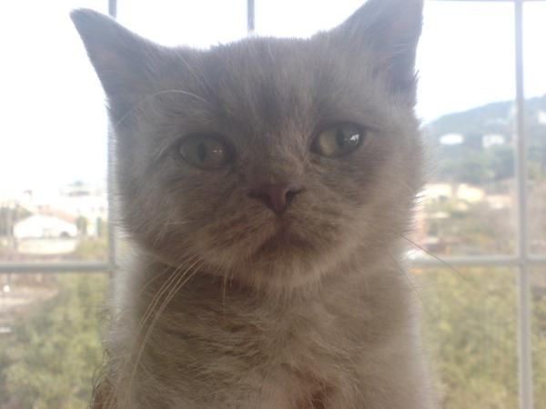 GATOS DE RAZA  ABISINIOS  AZUL RUSO  BOSQUE DE NORUEGA  BURMES  BURMILLA  BRITISCH SHORTAIR  EXOTICO  MAINE COON