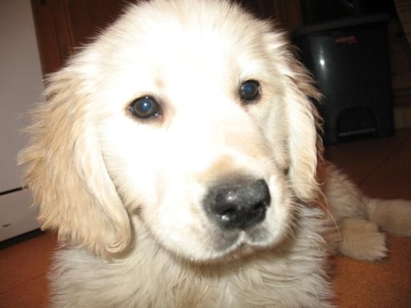 Precioso Golden de Yoem, por 450 euros