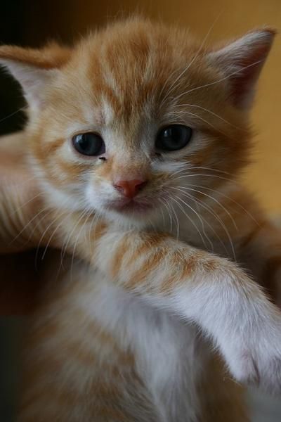 Regalo gatitos preciosos