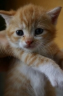 Regalo gatitos preciosos - mejor precio | unprecio.es