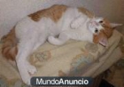 Reiki el gato bonachon - mejor precio | unprecio.es