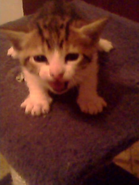 se regala gatito de 1 mes