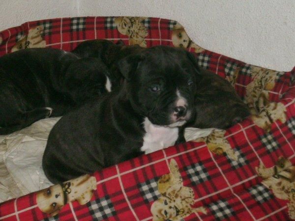 Se venden cachorros de american stanford puros!!