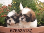 Shih Tzu, ¡cachorros de primera!. Valencia - mejor precio | unprecio.es