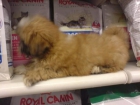 SHIH TZU, perros, cachorros, criadero, venta. Preciosa camada de cachorros hembra y machos disponibles para la venta. S - mejor precio | unprecio.es