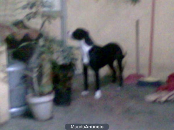 Vendo perra pitbull-stafford 50