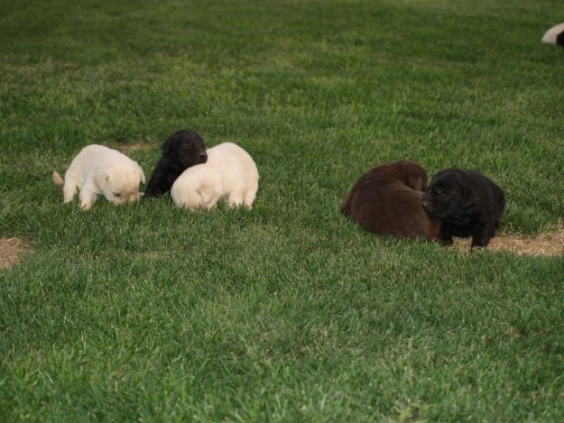 Venta labradores