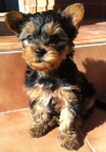 Yorkshire Macho 2meses 250 euros - mejor precio | unprecio.es