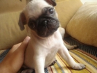 cachorros carlino - mejor precio | unprecio.es