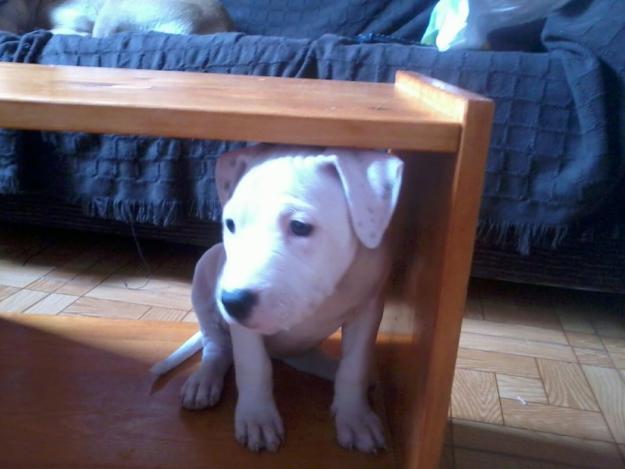 cachorros de American Pitbull Terrier