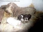 Cachorros de Perro de agua de Sierra Libar - mejor precio | unprecio.es