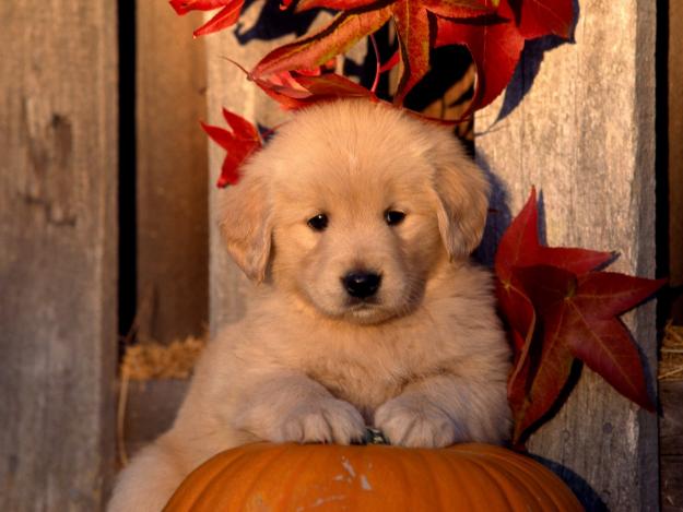 Camada Golden Retriever