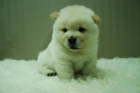 Chow Chow__Machos y Hembras Disponibles|| Cachorros de Calidad_ - mejor precio | unprecio.es