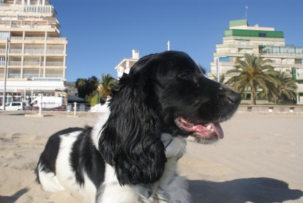 cocker spaniel