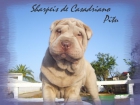 ESPECTACULAR CACHORRO SHAR PEI LILAC- IDEAL REGALO PARA REYES. - mejor precio | unprecio.es