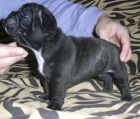 IMPRESIONANTES cachorros bulldog frances pedigree campeones buen precio - mejor precio | unprecio.es