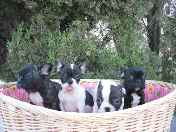 Lindos Cachorros Bulldog Frances 390