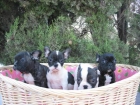 Lindos Cachorros Bulldog Frances 390 - mejor precio | unprecio.es