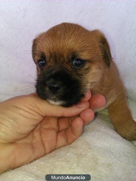 OSO, TRUFA, KIKO Y TEO cachorrines en adopcion