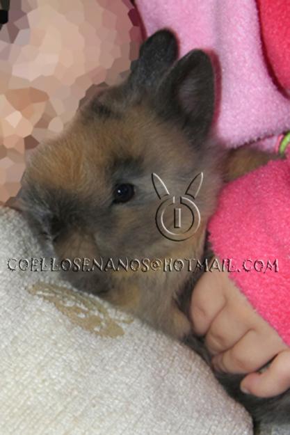 Preciosos conejitos enanos angora