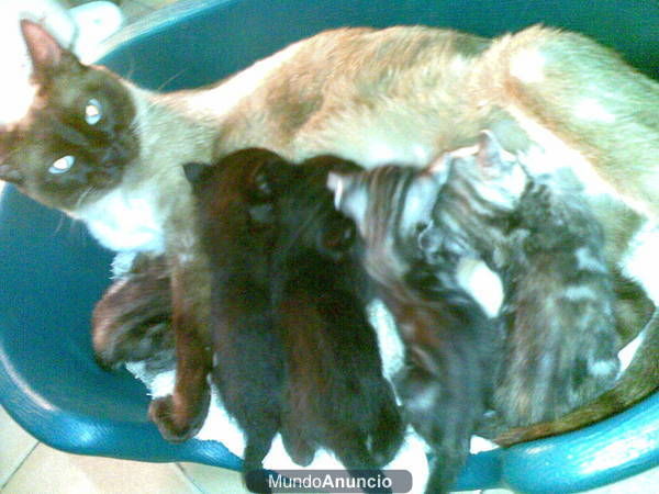 regalo gatitos de varias camadas
