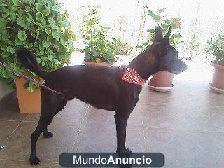 Se da en adopcion Pastor Belga de 5 meses