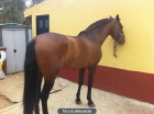 caballo castaño pre entero - mejor precio | unprecio.es