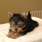 agradable y tierno perrito yorkie para L'adopcion libre - mejor precio | unprecio.es