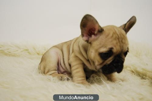 Bulldog Franceses Con 2 Meses Cachorros de Calidad para entregar