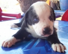 CACHORRITA DE PADRE SAN BERNARDO Y MADRE PITBULL - mejor precio | unprecio.es